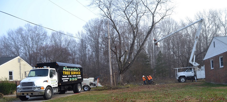 Tree Removal St Marys